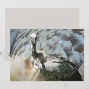 Kapgriffon Vculture Flat Card