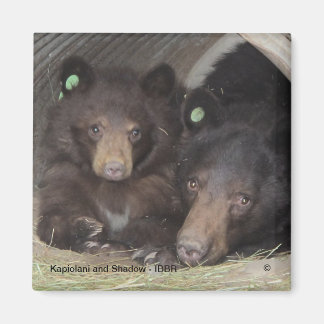 Kapiolani och Shadow - kvadratmagnet Magnet