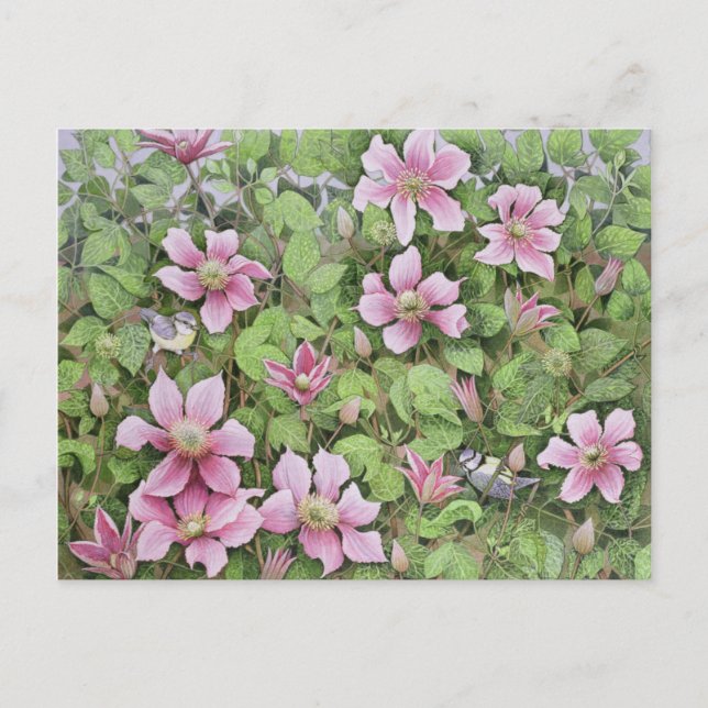 Kapning i Clematis Vykort (Framsida)