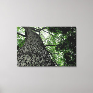 Kapok Träd @ Funchal Botanic Park, Portugal Canvas