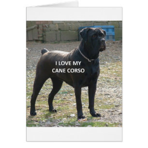 käpp corso black kärlek w pic hälsningskort