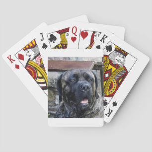 käpp corso grått brindle casinokort