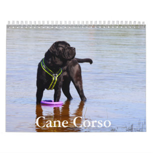 Käpp Corso Hund Calendar Kalender