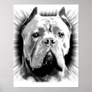 Käpp Corso Hund Poster