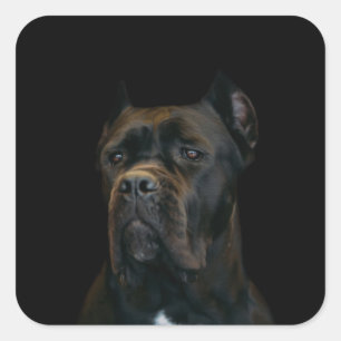 Käpp Corso - italiensk Mastiff Fyrkantigt Klistermärke