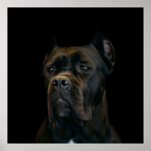 Käpp Corso - italiensk Mastiff Poster