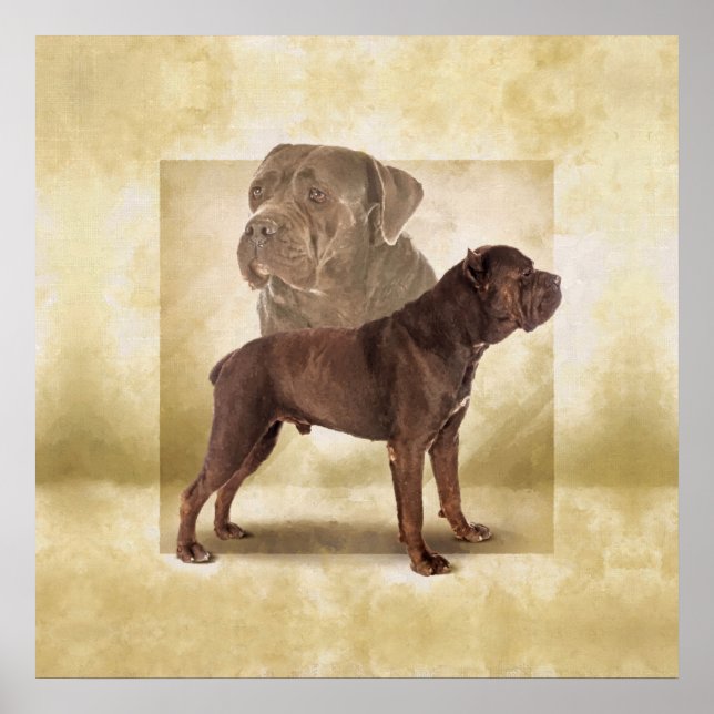 Käpp Corso - Italienska Mastiff Poster (Framsidan)