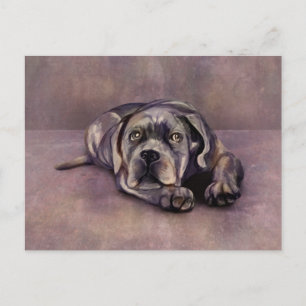 Käpp Corso - Italienska Mastiff Puppy Vykort