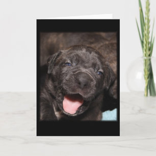 Käpp Corso Mastiff Puppy Kort