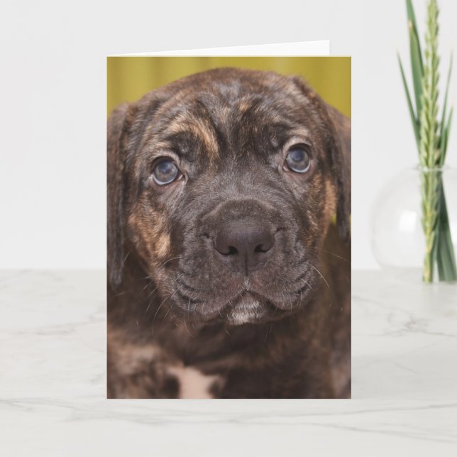 Käpp Corso Mastiff Puppy Note Card Kort (Framsida)