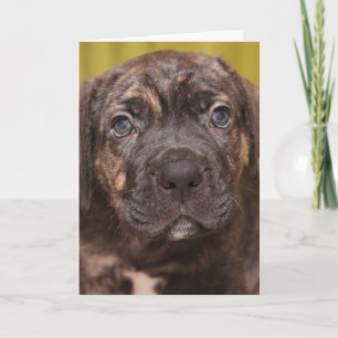 Käpp Corso Mastiff Puppy Note Card Kort