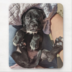 Käpp Corso Puppy Mus Pad Musmatta