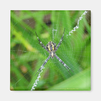 Käpp spider - Big Island magnet