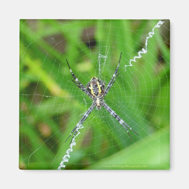 Käpp spider - Big Island magnet (Framsidan)