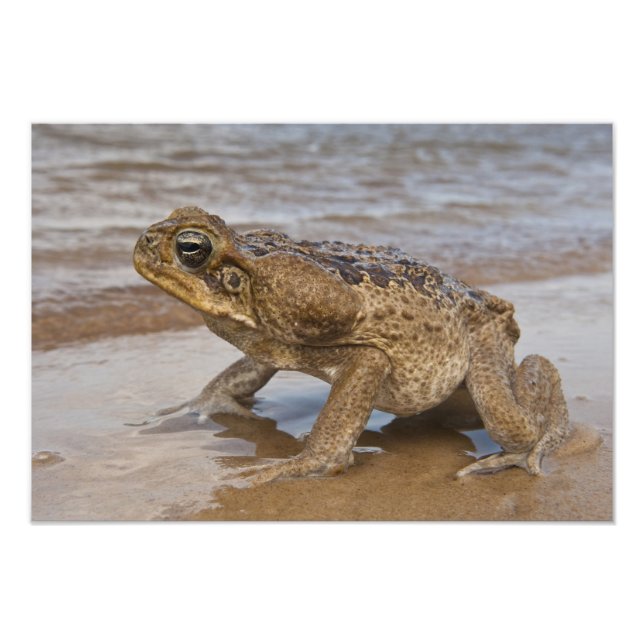 Käpp Toad Rhinella marina, tidigare Bufo Fototryck (Framsidan)