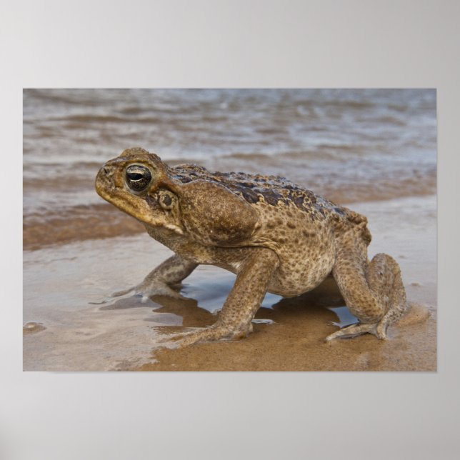 Käpp Toad Rhinella marina, tidigare Bufo Poster (Framsidan)