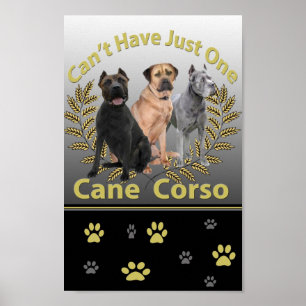 Käppen Corso kan inte ha precis en poster och
