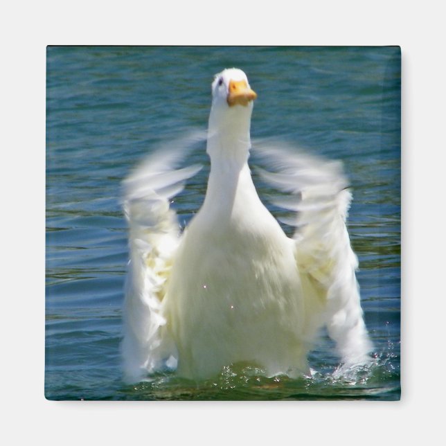 Kappmagnet anka magnet (Framsidan)