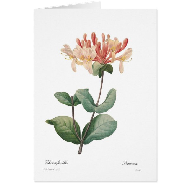 Kaprifol Hälsningskort (Framsidan)