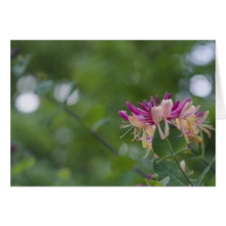 Kaprifolhandlag Hälsningskort