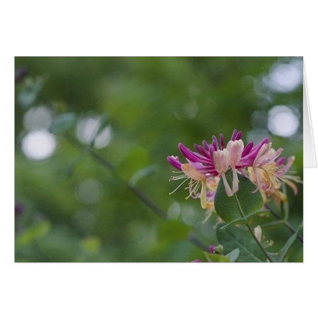 Kaprifolhandlag Hälsningskort (Framsidan Horizontal)