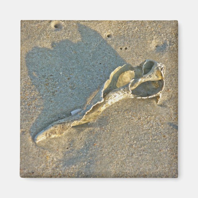 Kaptorobjekt för påfyllnad Tvättat Snäcka Magnet (Framsidan)