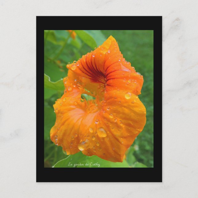 Kapucin Vykort (Framsida)