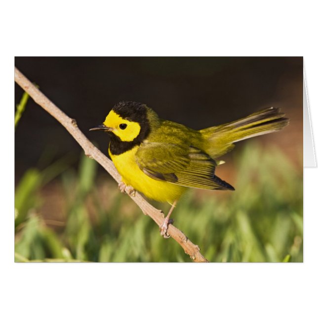 Kapuschongtrast (Wilsonia citrina) Hälsningskort (Framsidan Horizontal)