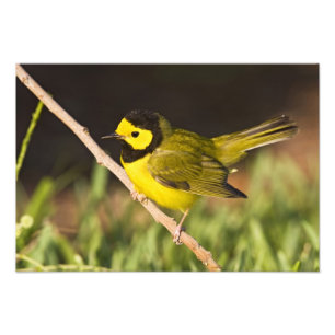 Kapuschongwaldsänger (Wilsonia citrina) Fototryck