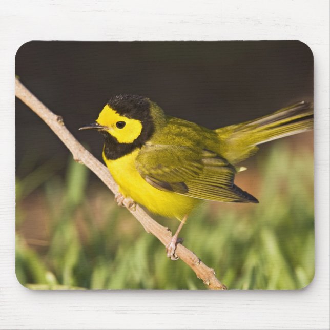Kapuschongwarbler (Wilsonia citrina) Musmatta (Framsidan)