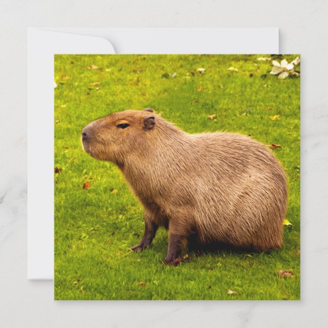Kapybara (Framsida)