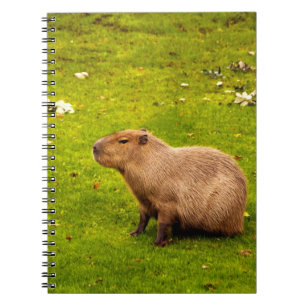 Kapybara Anteckningsbok