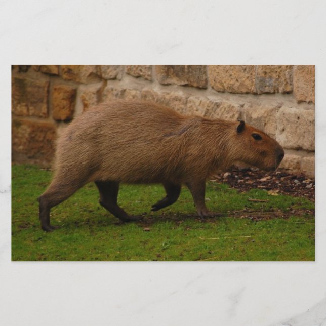 kapybara brevpapper (Framsida)
