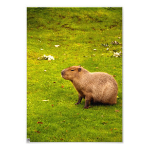 Kapybara Fototryck