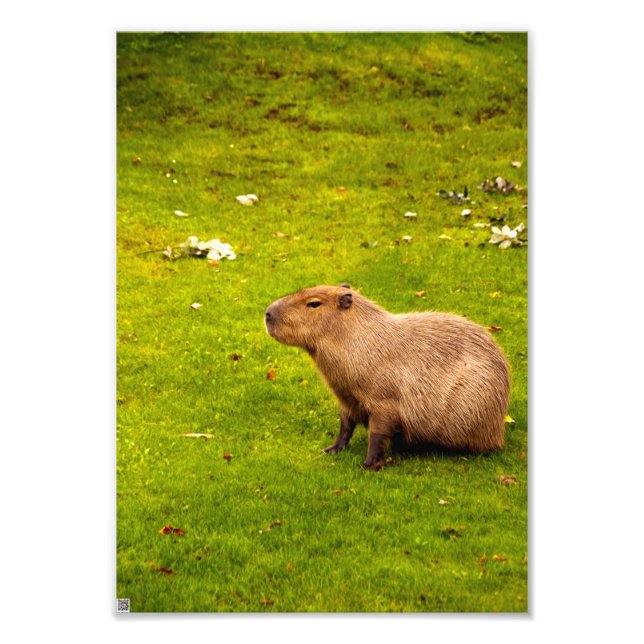 Kapybara Fototryck (Framsidan)