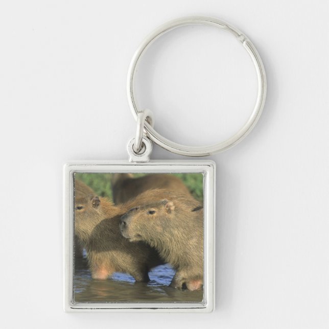Kapybara, Hydrochaeris hydrochaeris), världens Fyrkantig Silverfärgad Nyckelring (Framsidan)