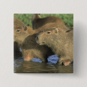 Kapybara, Hydrochaeris hydrochaeris), världens Knapp