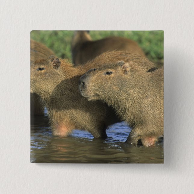 Kapybara, Hydrochaeris hydrochaeris), världens Knapp (Framsida)