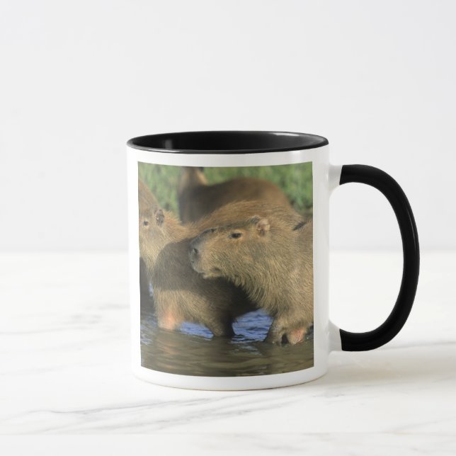 Kapybara, Hydrochaeris hydrochaeris), världens Mugg (Höger)