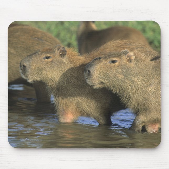 Kapybara, Hydrochaeris hydrochaeris), världens Musmatta (Framsidan)