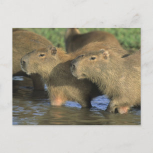 Kapybara, Hydrochaeris hydrochaeris), världens Vykort