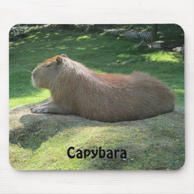Kapybara - Jättegnagare Musmatta (Framsidan)