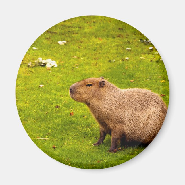 Kapybara Magnet (Framsidan)