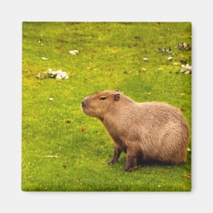 Kapybara Magnet