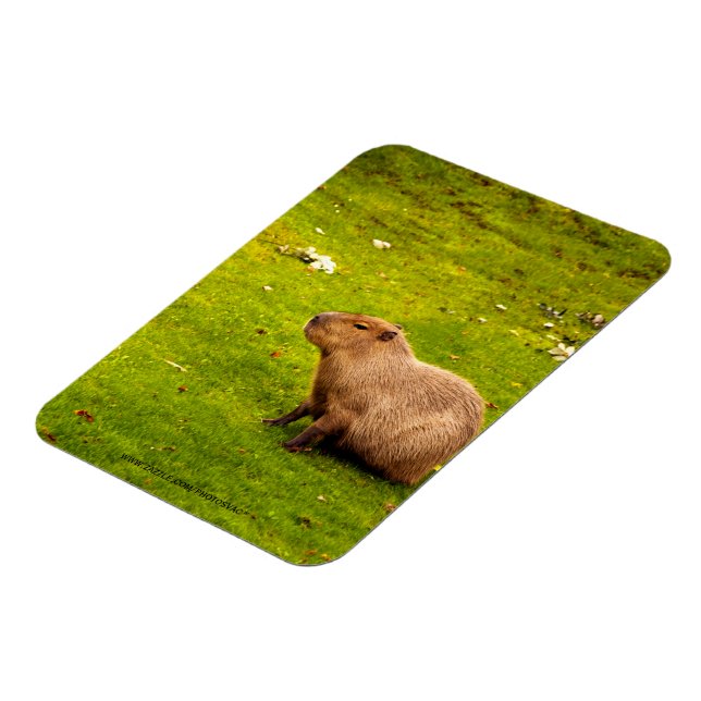 Kapybara Magnet (Vänstra Sidan)