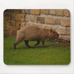 kapybara musmatta