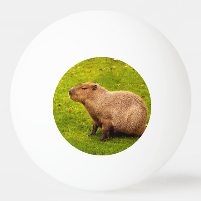 Kapybara Pingisboll (Framsidan)