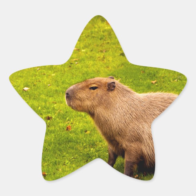 Kapybara Stjärnformat Klistermärke (Framsida)