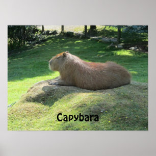 Kapybara - Stort Gnagare Poster