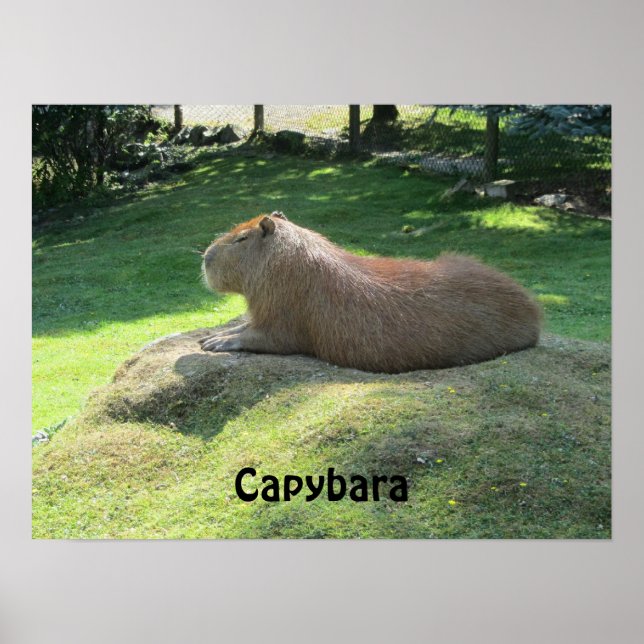 Kapybara - Stort Gnagare Poster (Framsidan)